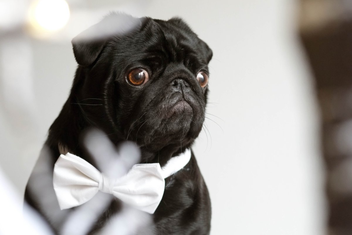 Собака Мопс черный