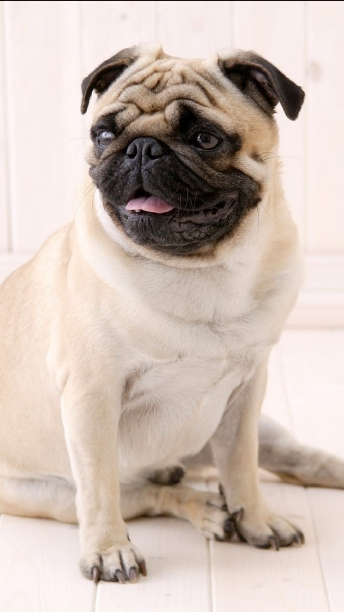 Мраморный Мопс