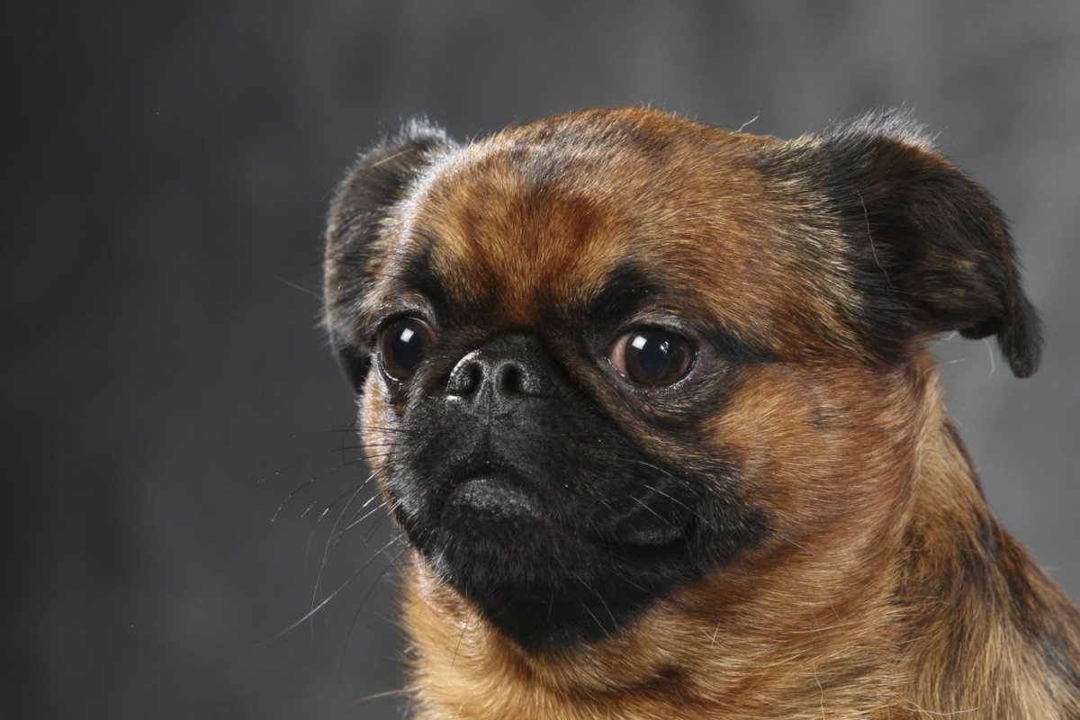 Пекинес китайский Императорский