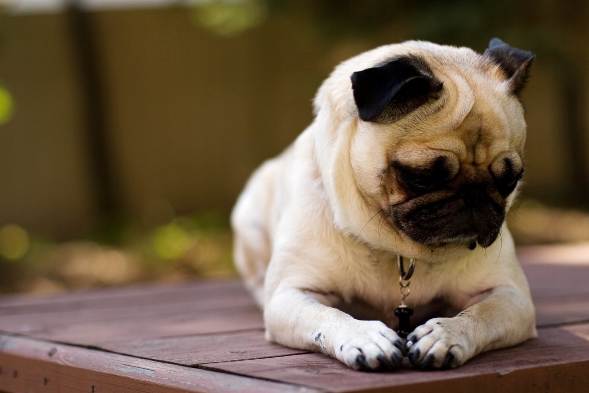 Луи Пекинес