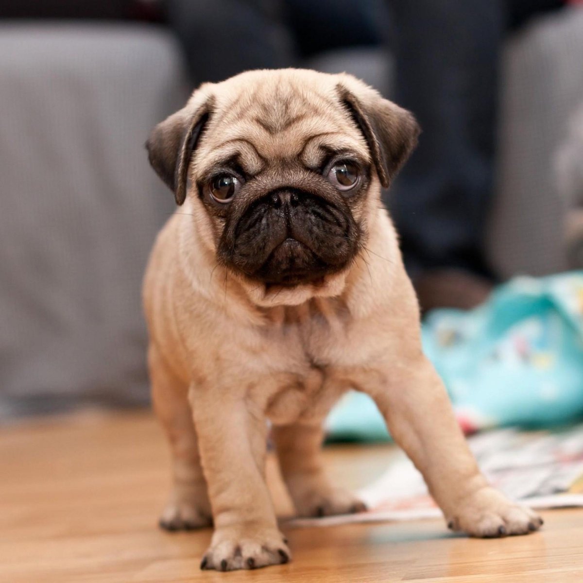 Мопсики черные