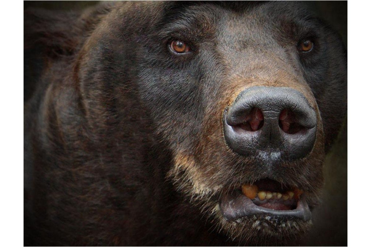 Глаза медведя