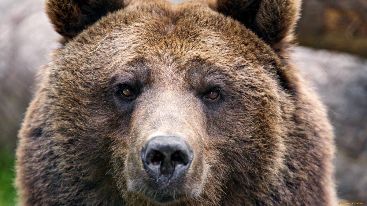 Морда медведя