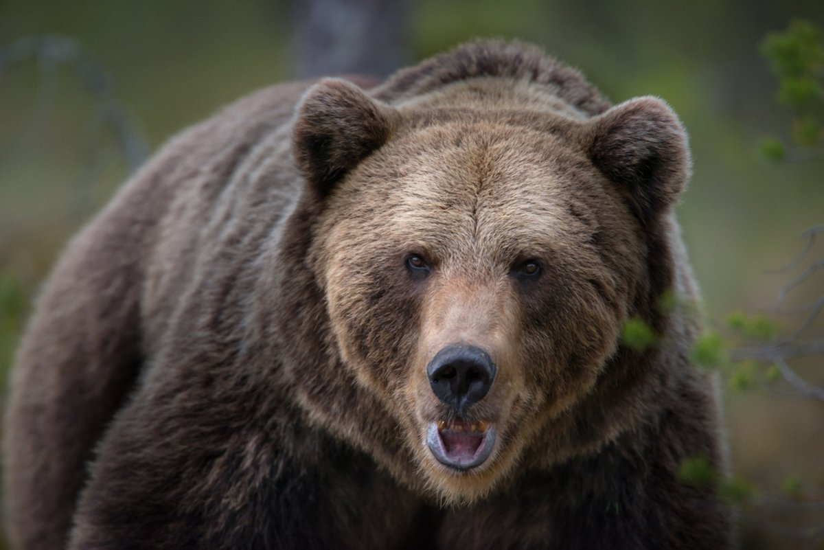 Глаза медведя ночью