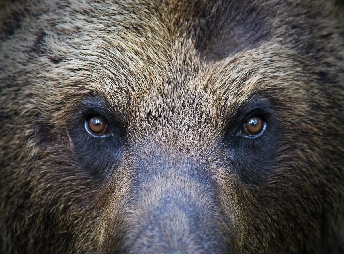 Глаза медведя