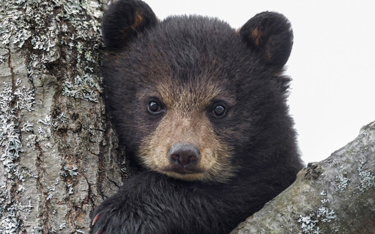 Маленький медведь