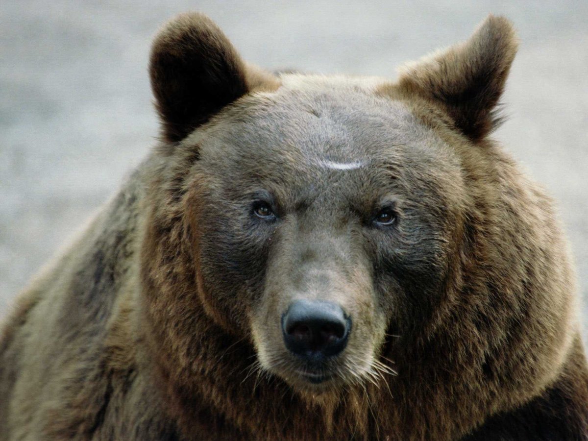 Глаза медведя