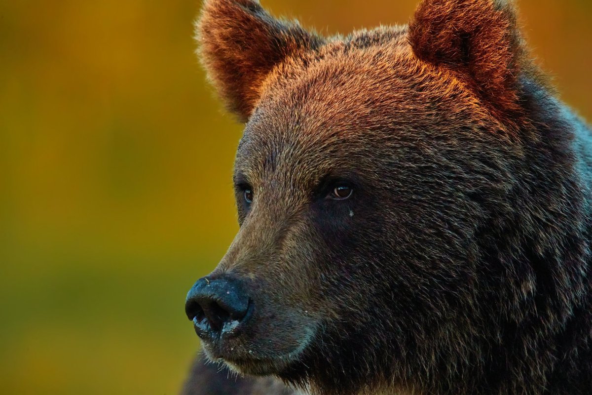 Бурый медведь в профиль