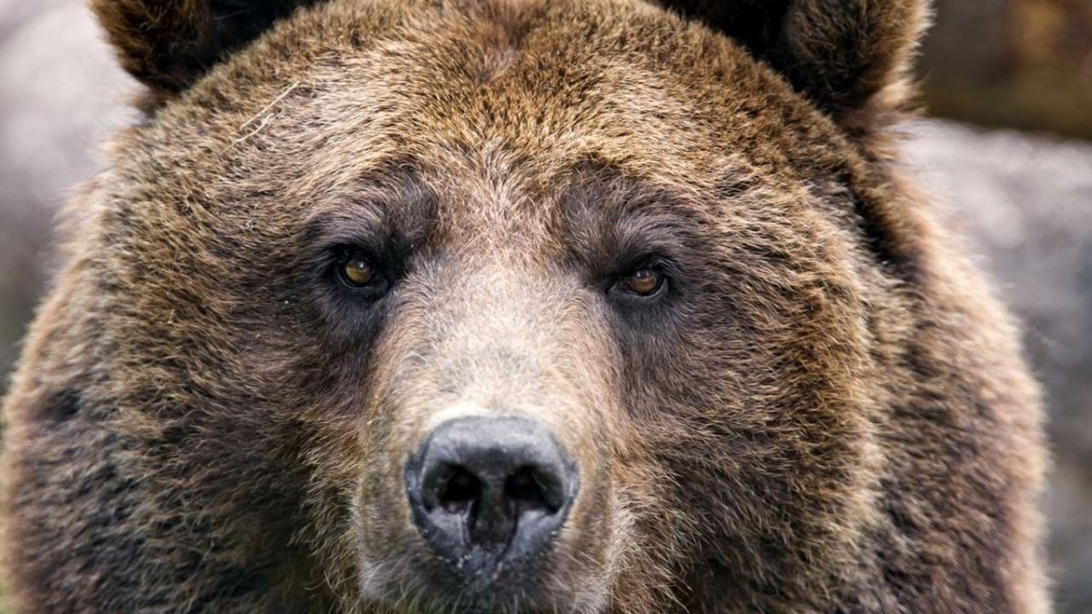 Глаза медведя
