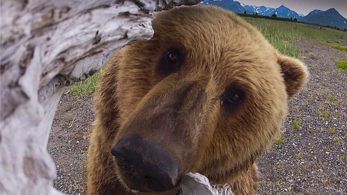 Нос медведя