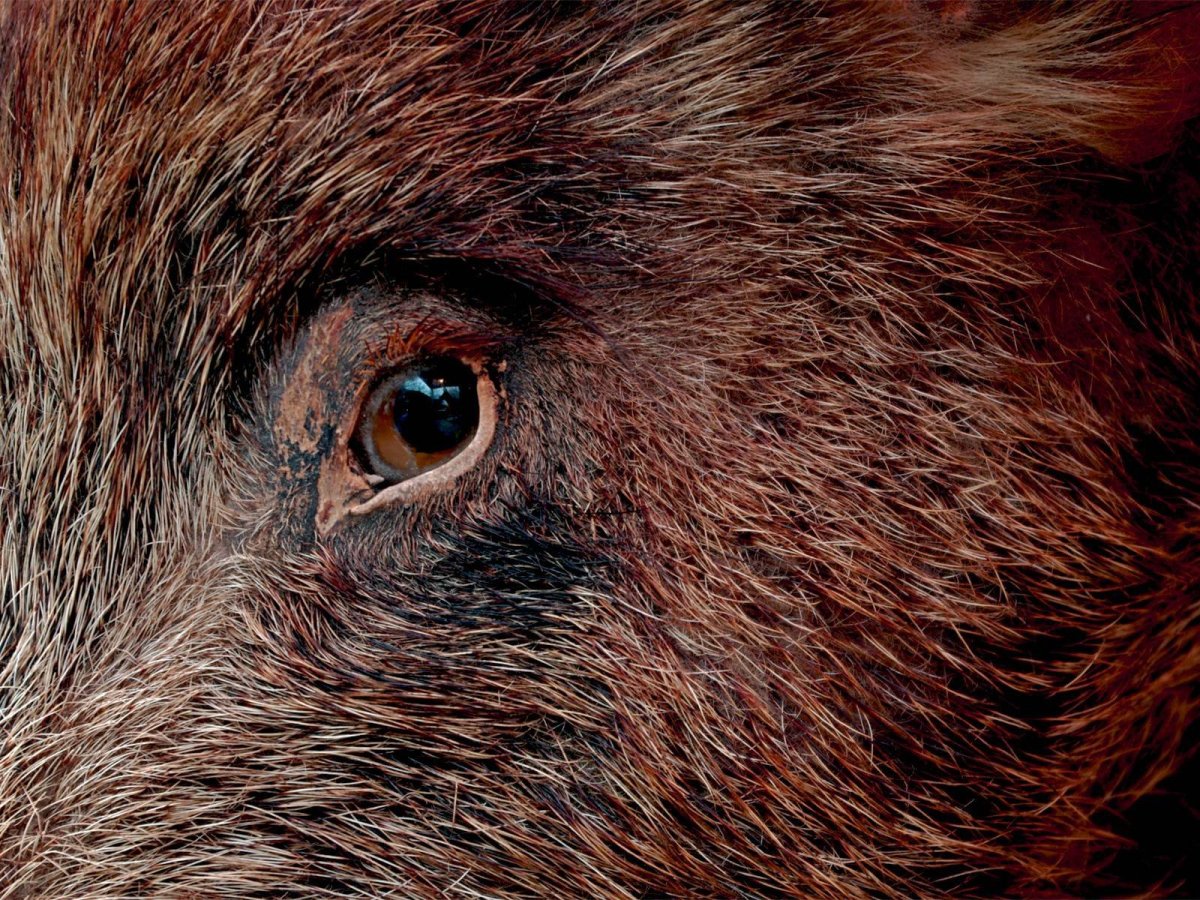 Глаза кабана