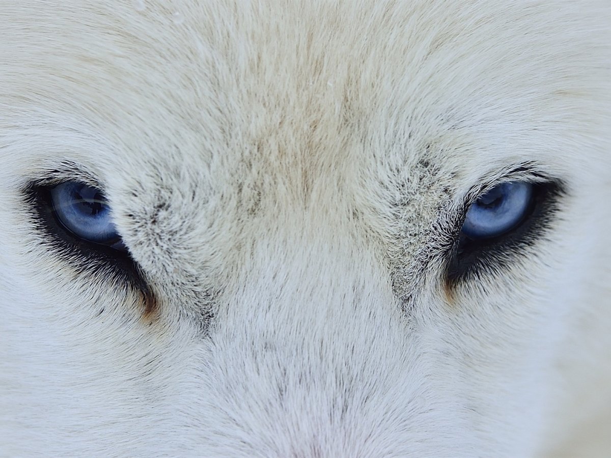 Белый волк с голубыми глазами
