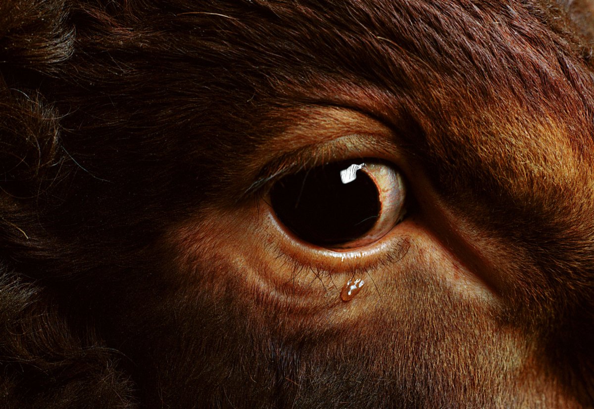 Глаза быка