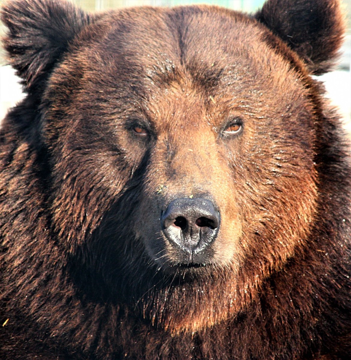 Пиренейский медведь