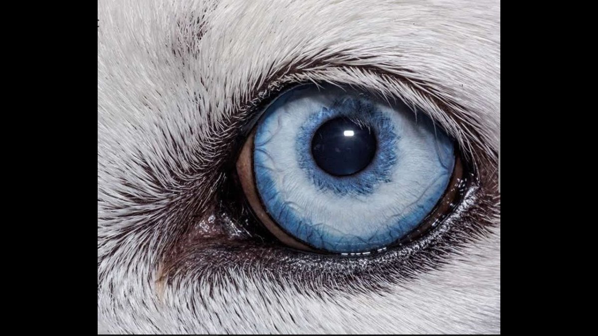 Бурый медведь Финляндия