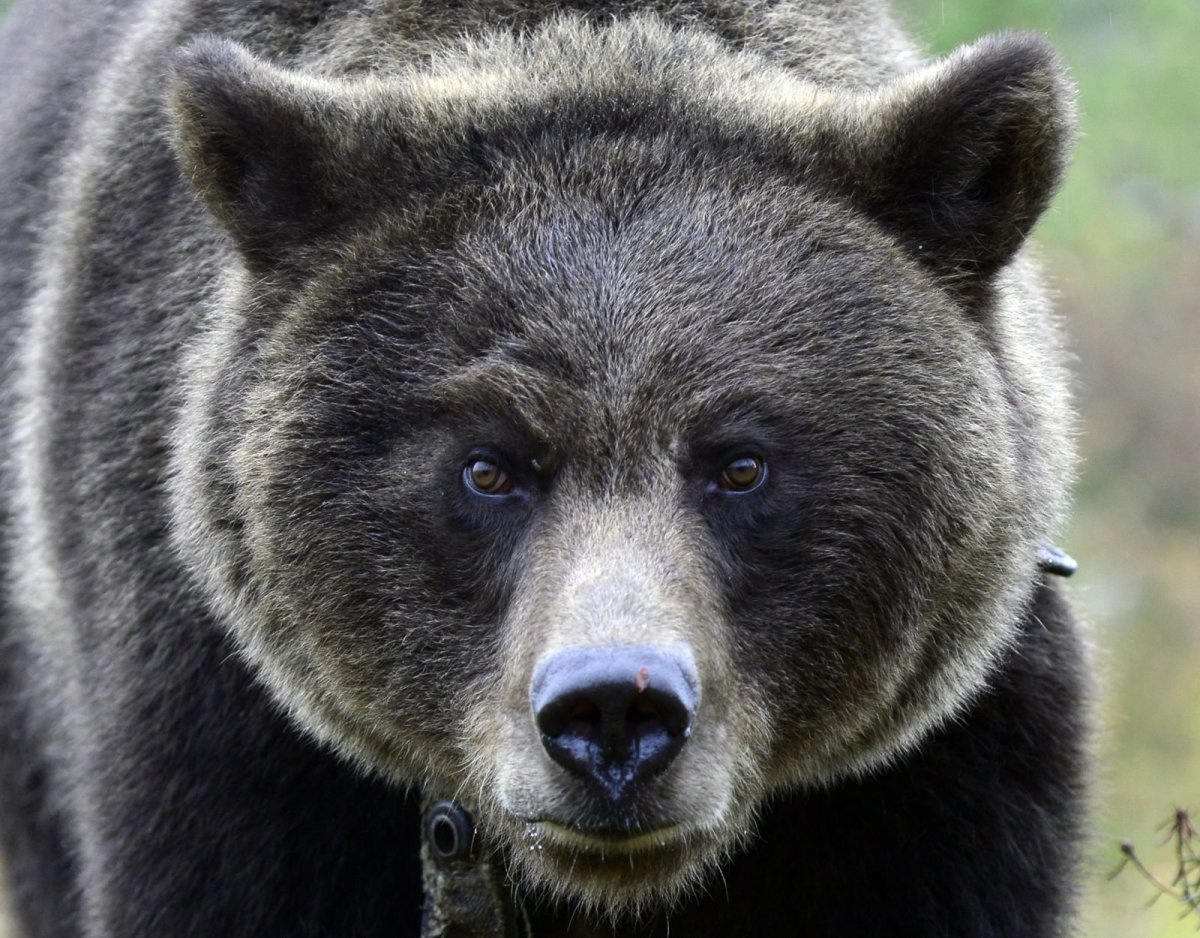 Глаза медведя