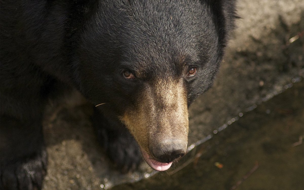 Евроазиатский бурый медведь