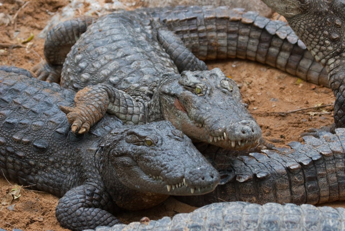 Крокодилы обнимаются