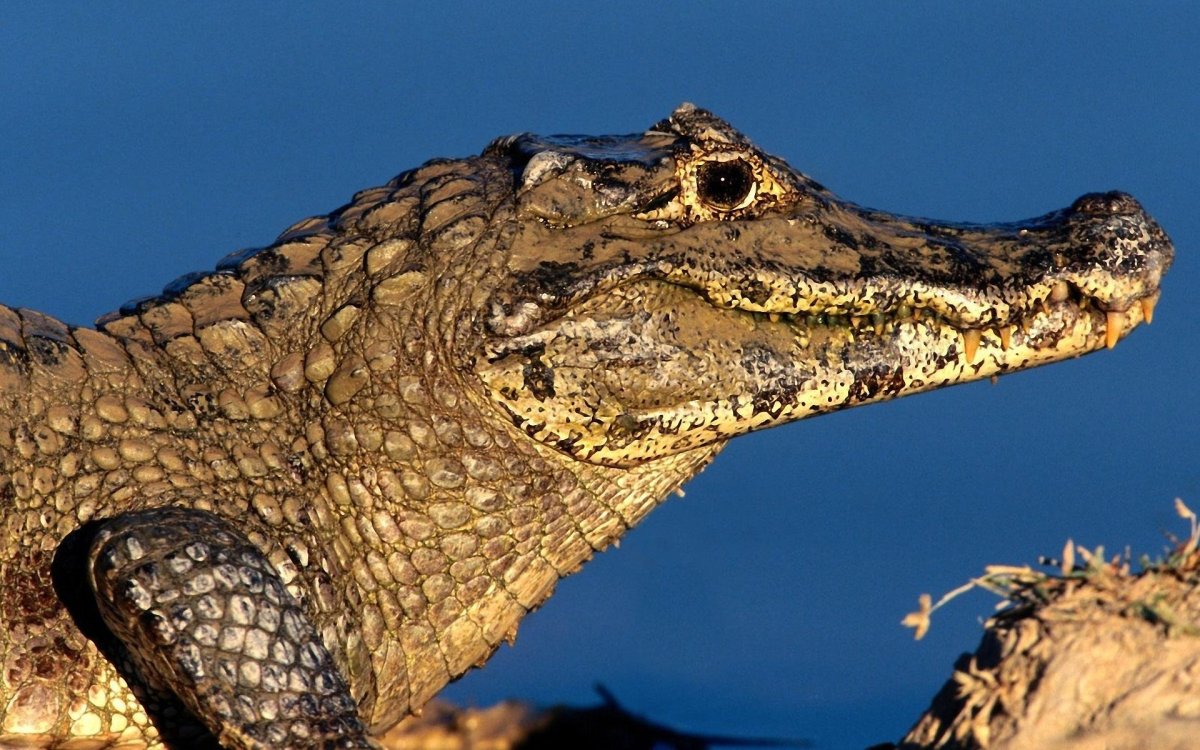 Гребнистый крокодил