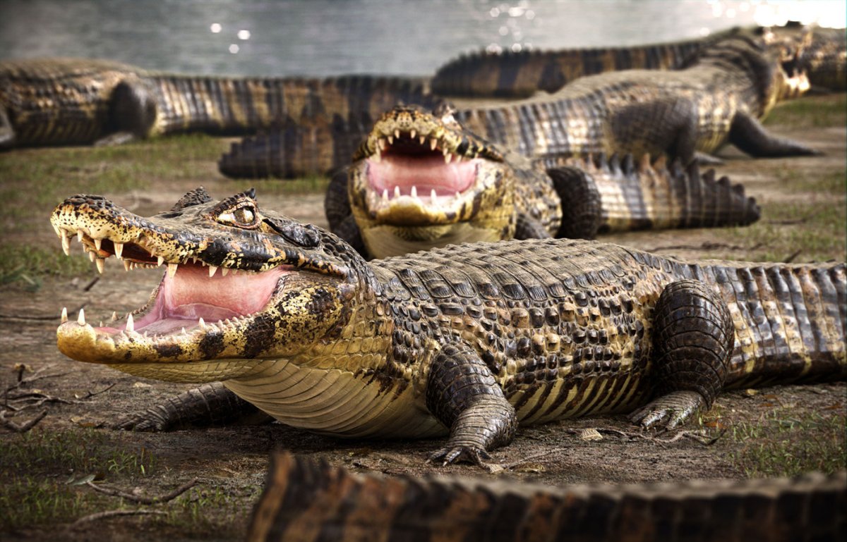 Крокодил Аллигатор Кайман