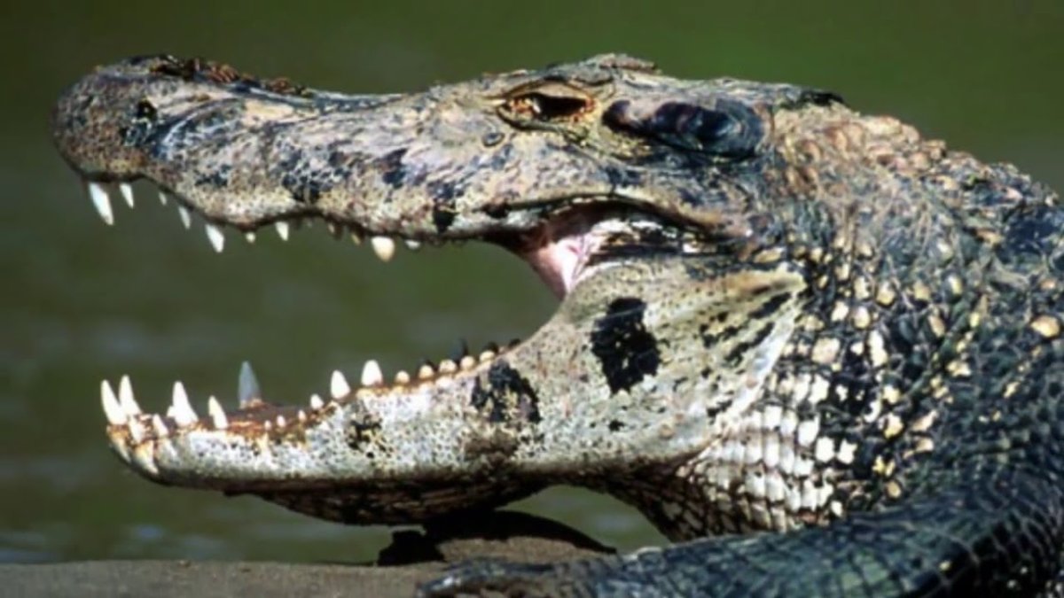 Черный Кайман страшный