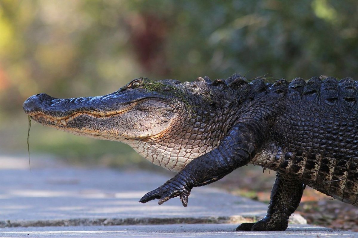Миссисипский Аллигатор (Alligator mississippiensis)