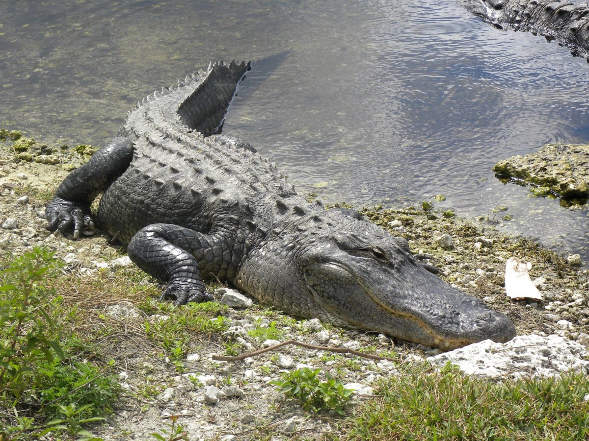 Гребнистый крокодил арт
