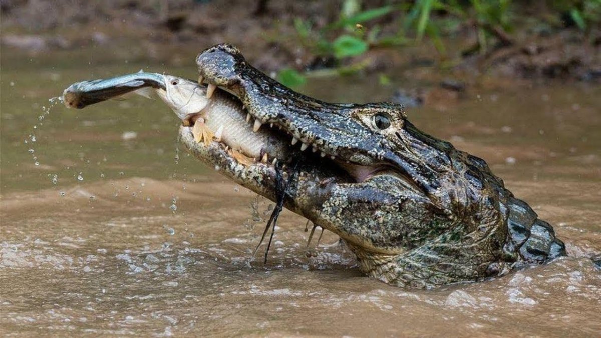 Крокодиловый Кайман питается