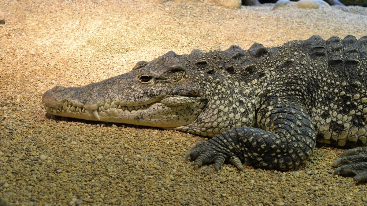 Крокодил Аллигатор Кайман