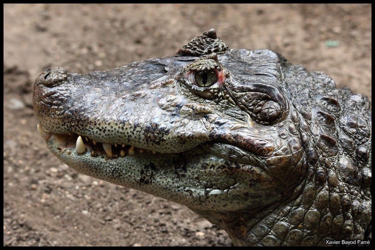Крокодил Аллигатор Кайман гавиал