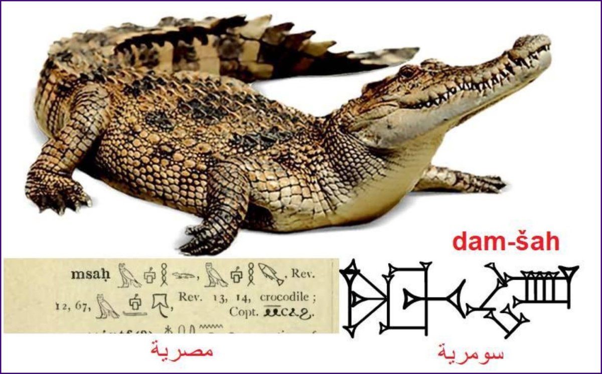 Самый красивый крокодил