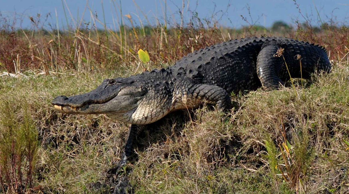 Аллигатор Северной Америки