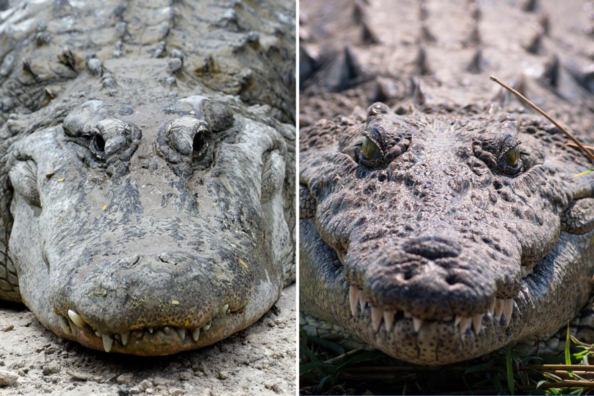 Alligator and Crocodile difference