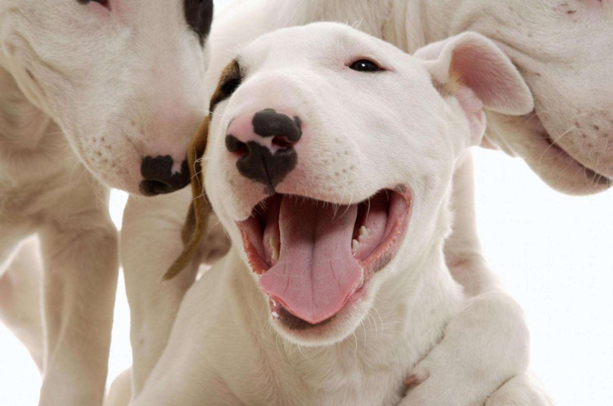 Бультерьер на рабочий стол