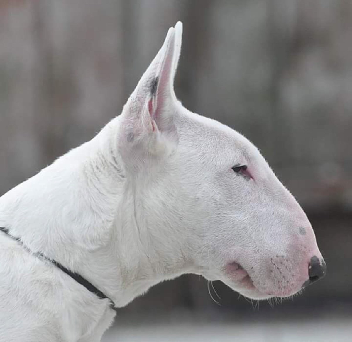 Бультерьер чистокровный
