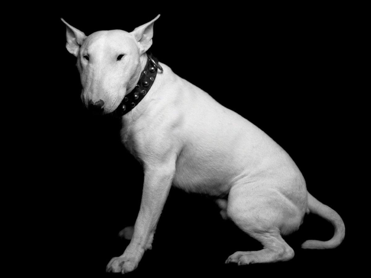 Аргентинский бультерьер