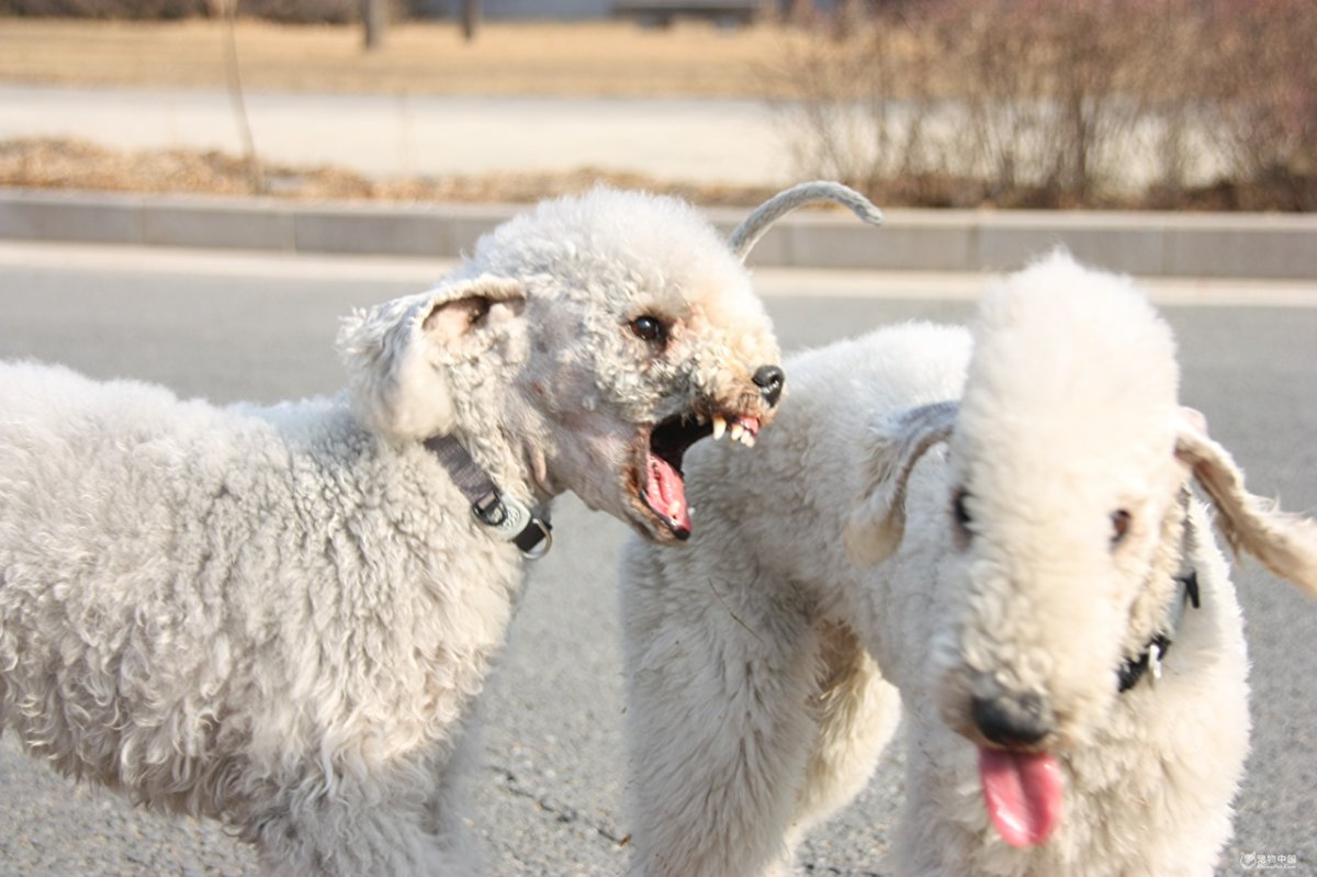 Бедлингтон терьеррьер