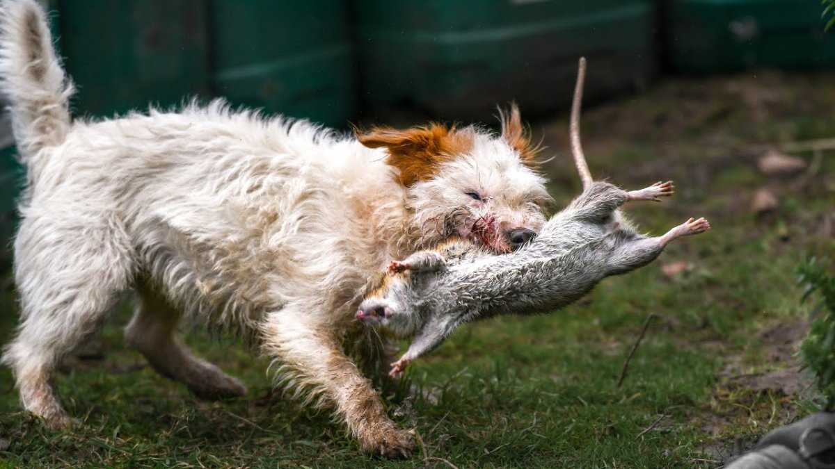 Крыса терьер