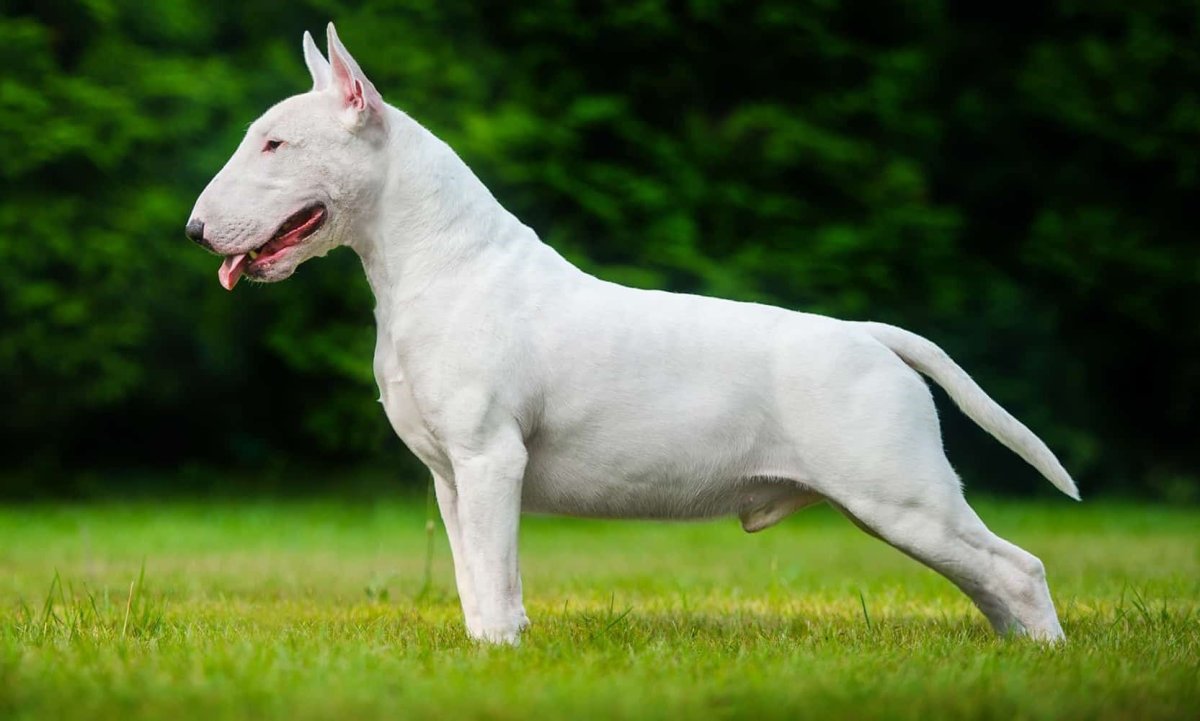 Бультерьер Хинкса