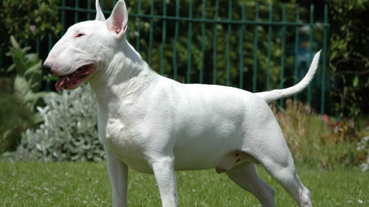 Мраморный бультерьер