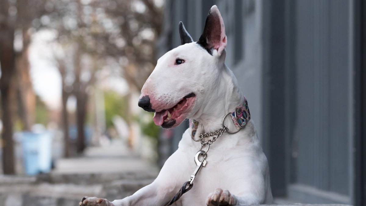 Бультерьер злой Бойцовский