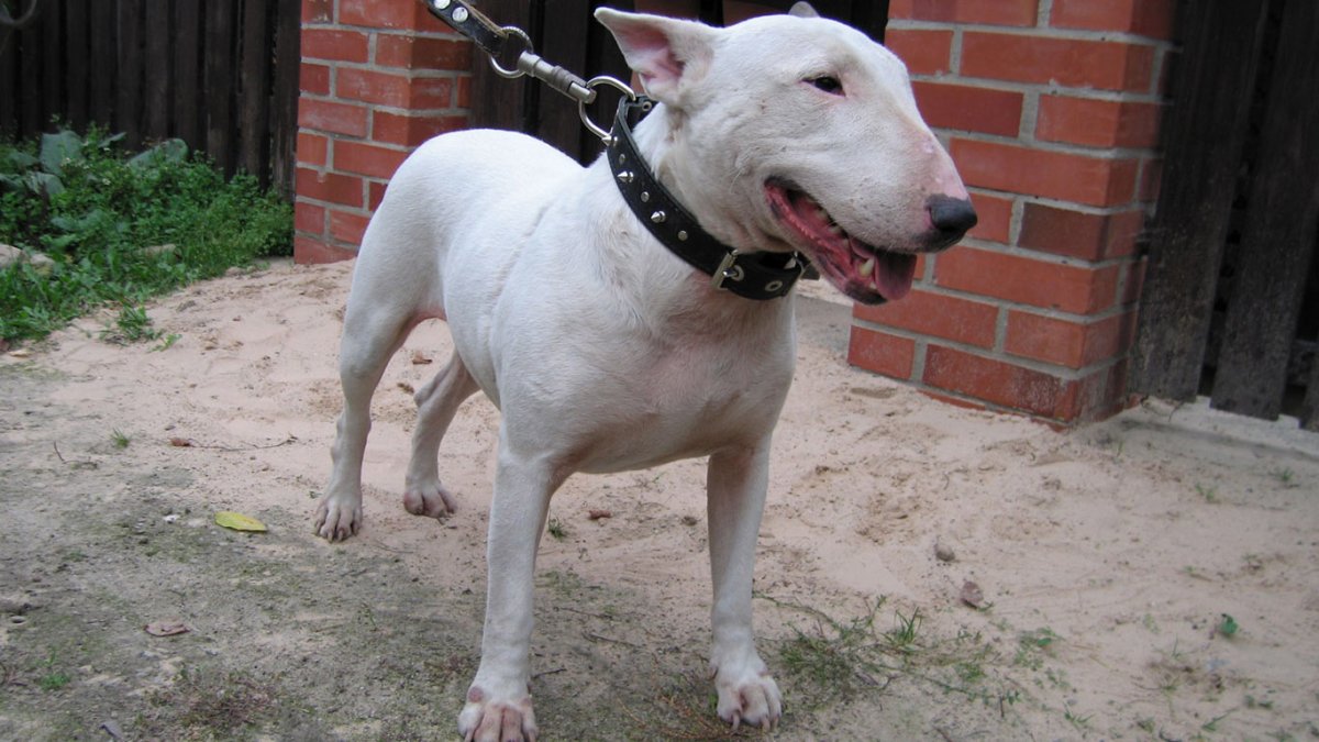 Бультерьер Офнник