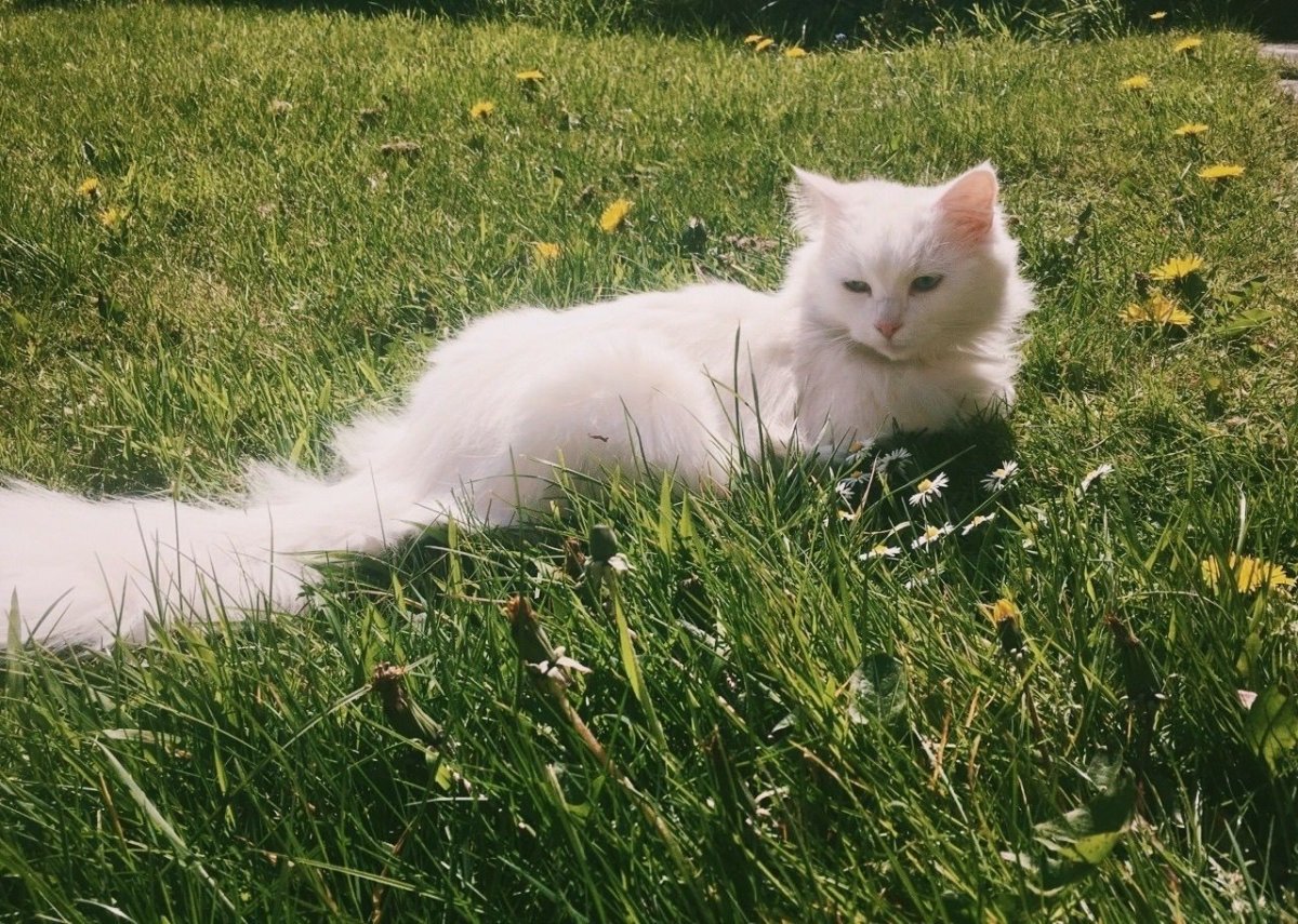 Порода Селкирк рекс