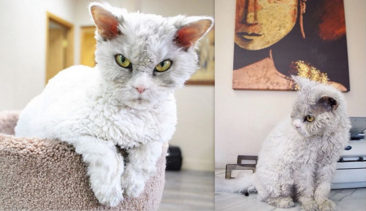 Милый котик в шапке