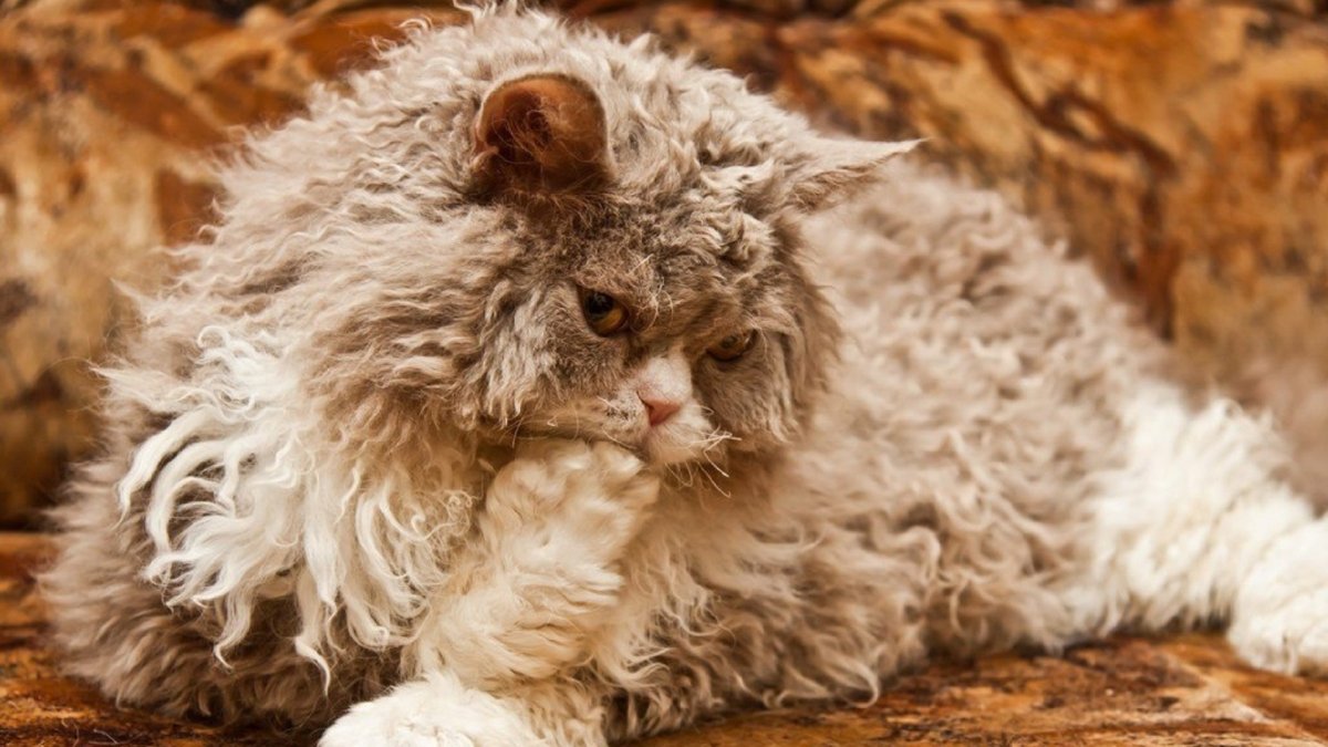 Селкирк рекс длинношерстный