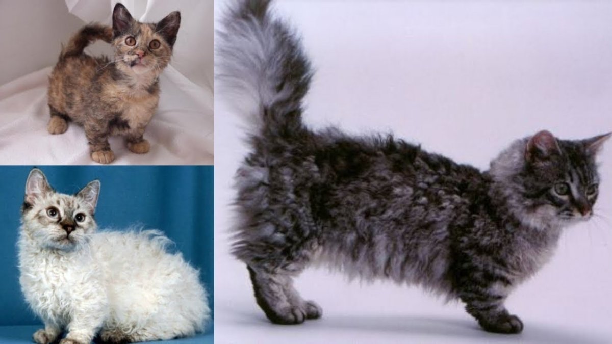 Порода Селкирк рекс