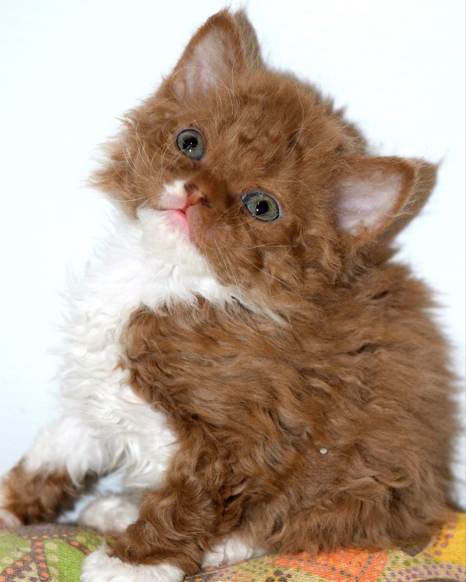 Манчкин ламбкин