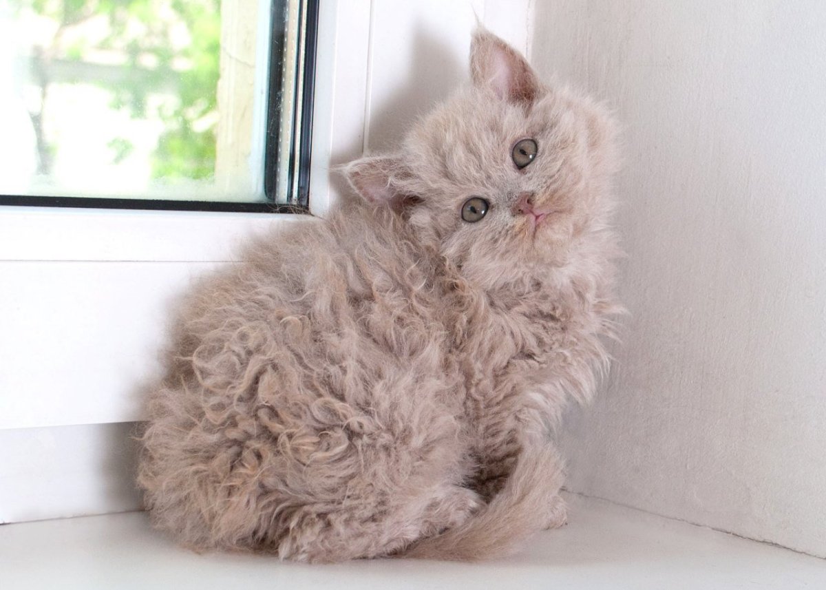 Кот Селкирк рекс