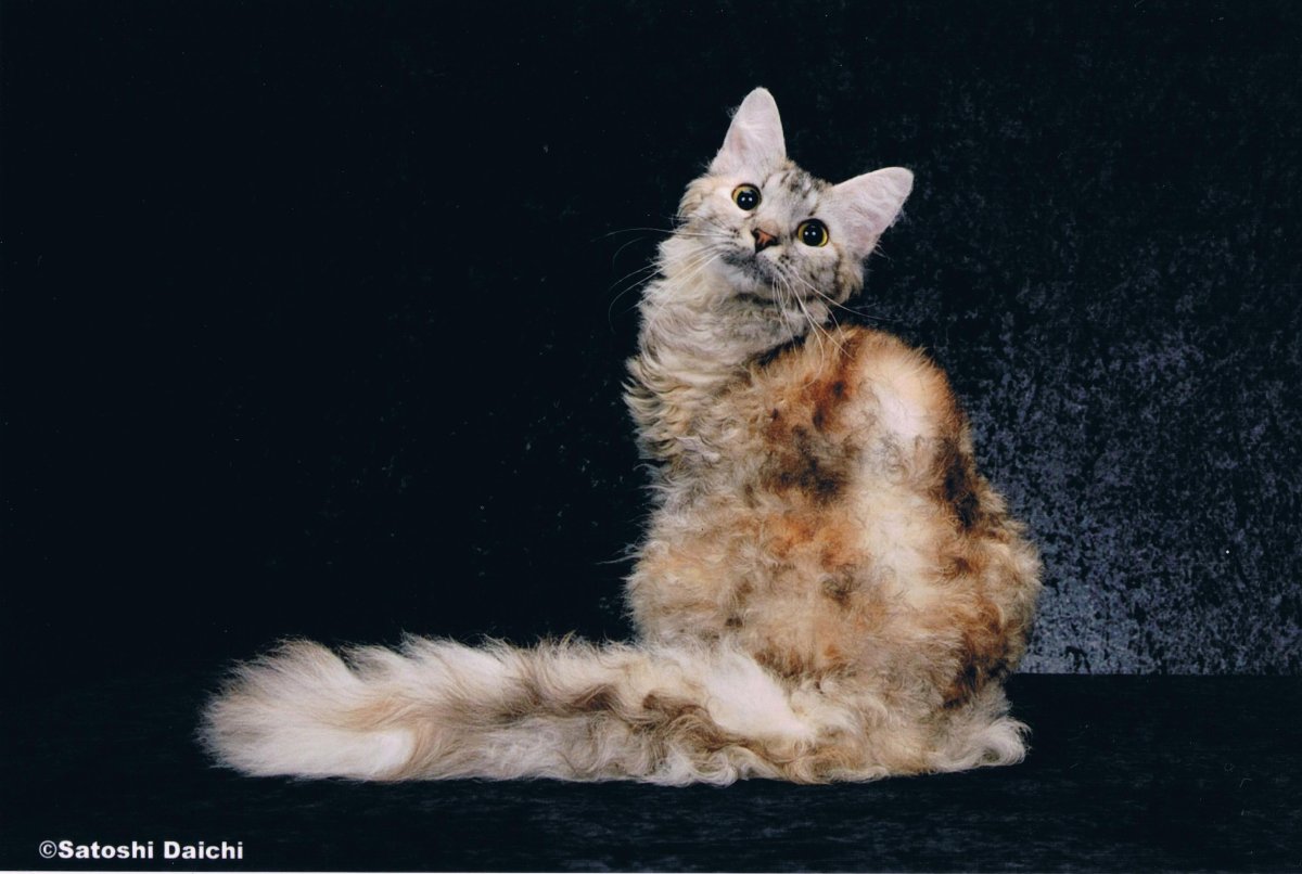 Селкирк рекс Арлекин