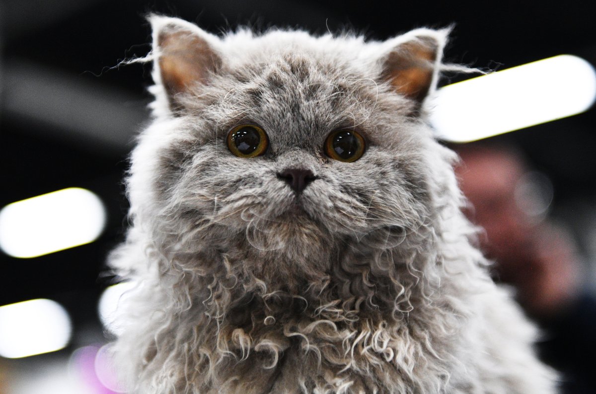 Селкирк рекс котята